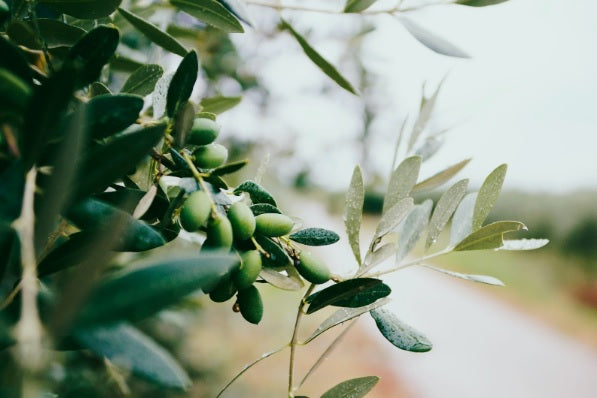 50 nuances d'olives pour l'apéro - découvrez la marque Olives Arnaud